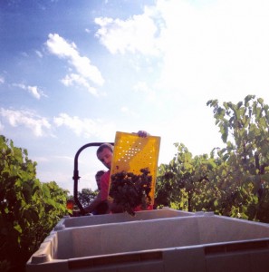 Adam Puchta Winery Harvesting Vignoles Grapes