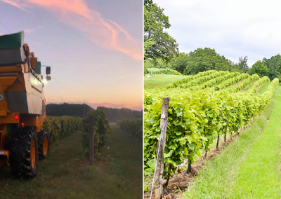 Adam Puchta Winery
